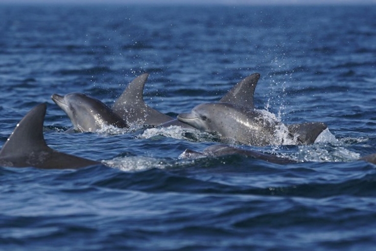 Sidé : balade en bateau vers l'île aux dauphins et déjeuner