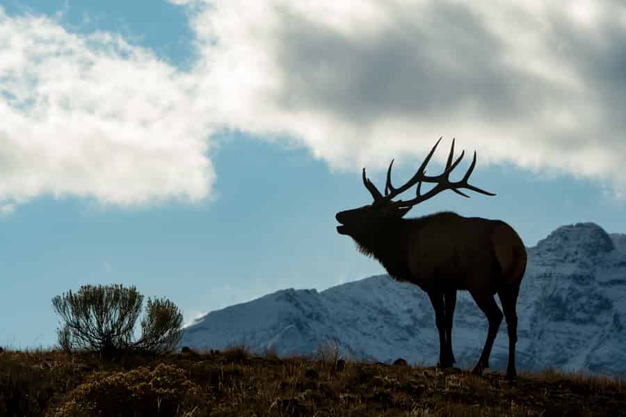 Wildtier-Tour durch den Yellowstone-Nationalpark. Foto: GetYourGuide