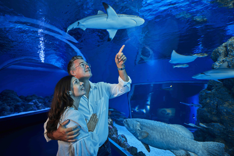 Cairns: visita guiada al atardecer del acuario