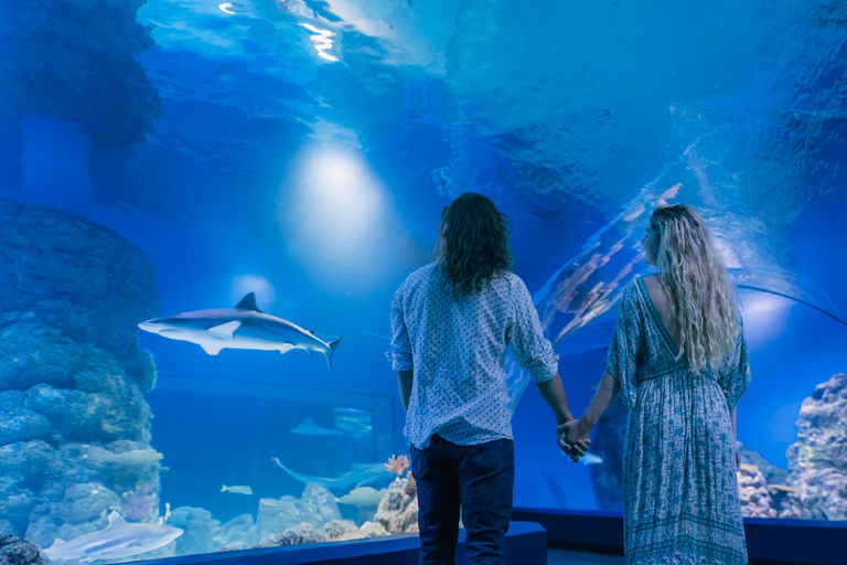 Cairns: Guided Twilight Tour of the Aquarium