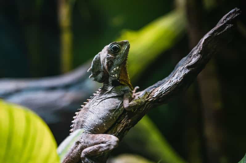 Cairns: Pre-Opening Guided Tour of the Cairns Aquarium | GetYourGuide