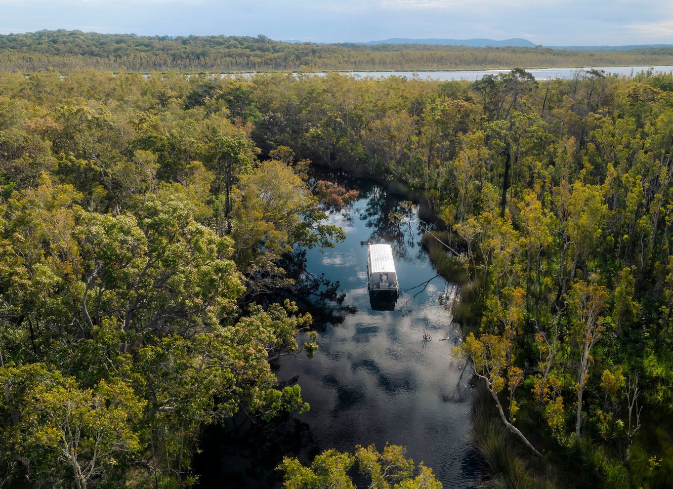 Noosa: Everglades Explorer-krydstogt med valgfri kanosejlads