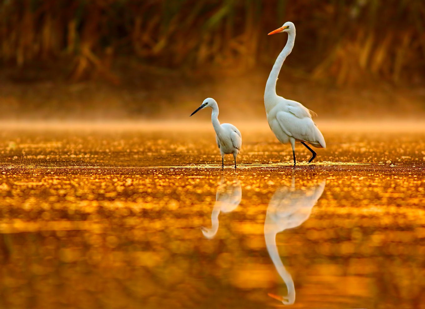 Noosa: Eftermiddagskrydstogt gennem Noosa Everglades