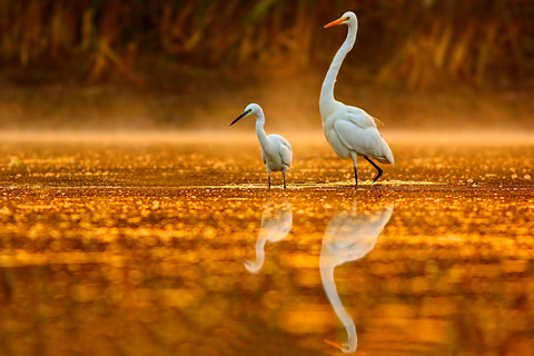 Noosa: Afternoon Cruise through the Noosa Everglades Tour from Meeting Point