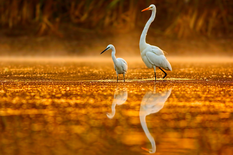 Noosa: Afternoon Cruise through the Noosa Everglades Tour from Meeting Point