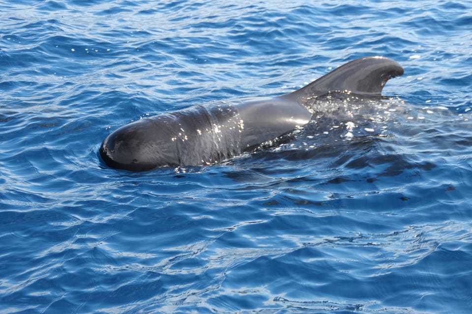 Puerto Colon : Whale & Dolphins Sailing Excursion | GetYourGuide