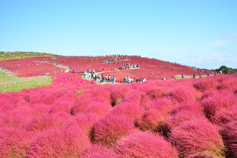 Ibaraki helgedom 、 Skaldjursmarknad 、 Blommans hav DagsturMarunouchi North Exit