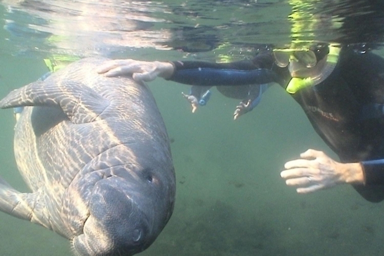 Orlando: Swim with Manatees with Optional Breakfast & Lunch Experience without Breakfast and Lunch
