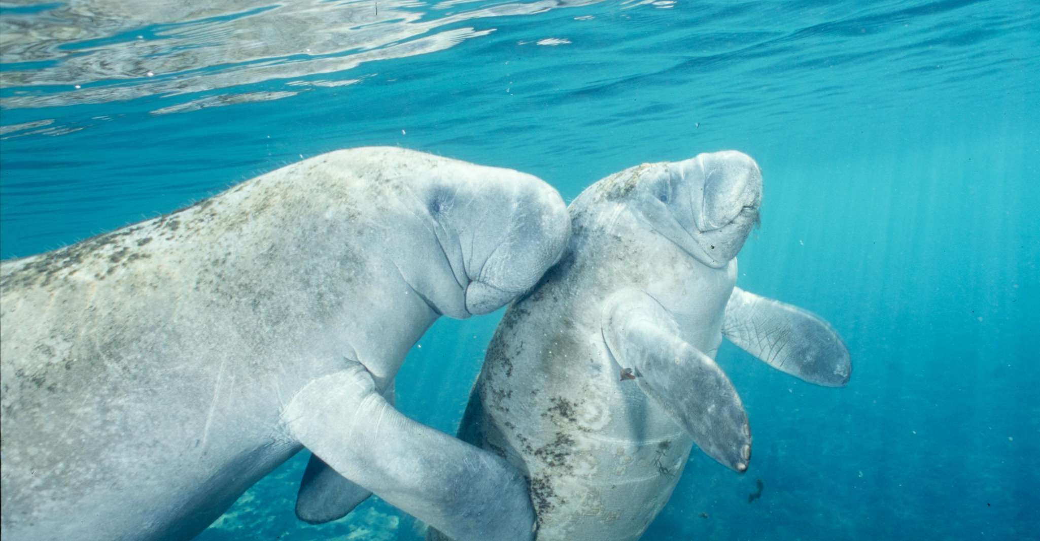 Orlando, natation avec Manatees et visite du parc d'État d'Homosassa - Hizvo