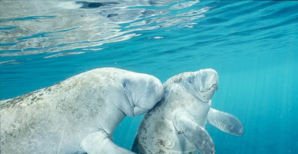 Ab Orlando: Manatee-Schnorcheltour mit Mittagessen und Hotelabholung