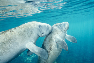 Manatees Swim in Orlando