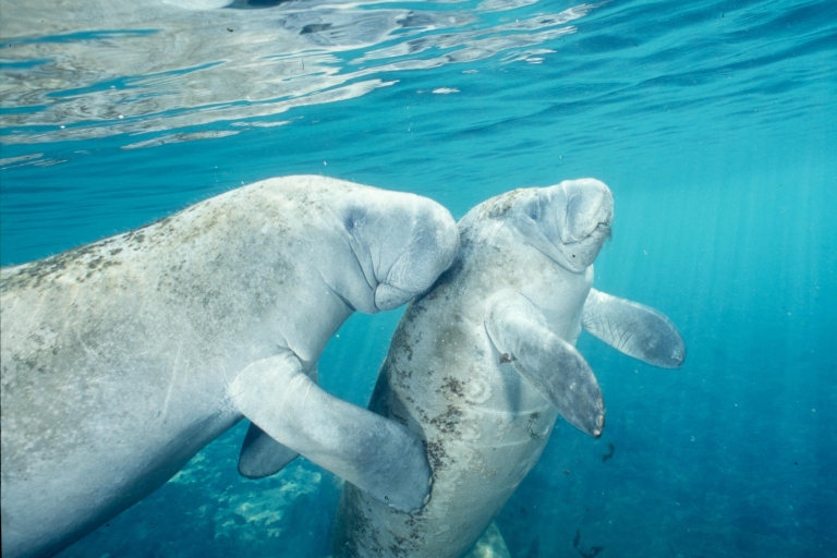 Orlando: Swim with Manatees with Optional Breakfast & Lunch Experience without Breakfast and Lunch