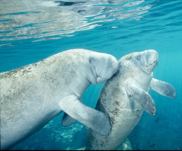 Orlando: Swim with Manatees and Homosassa State Park Visit