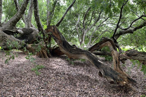 Gaborone: tour cultural de día completo y pinturas rupestres de Manyana