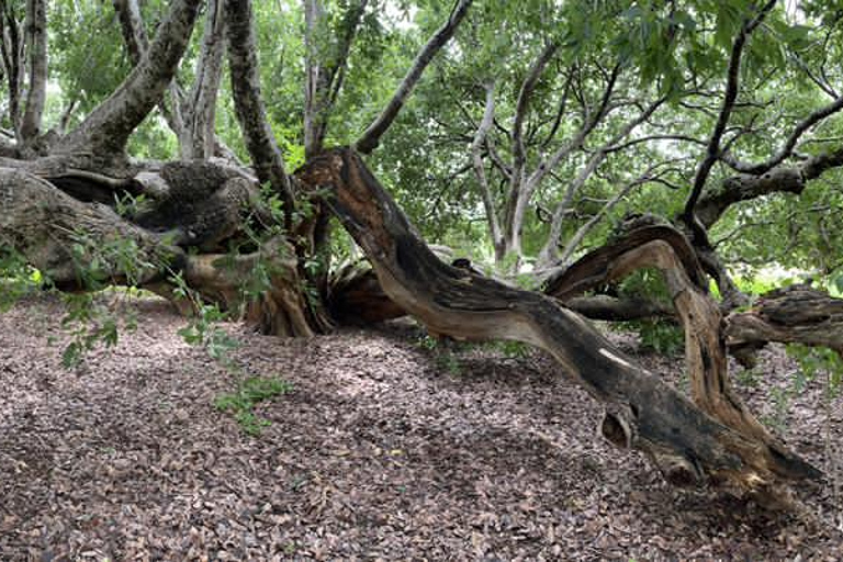 Gaborone: tour cultural de día completo y pinturas rupestres de Manyana