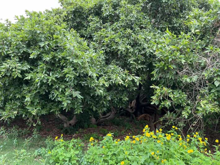 Halfday Village Visit Manyana From Gaborone +Rock Painting GetYourGuide