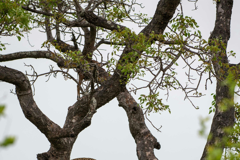 Jaipur: Jhalana leopard safari wycieczka prywatna