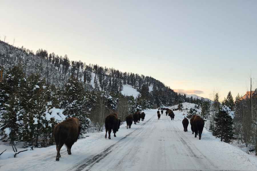 Gardiner: Geführte Tour durch die Tierwelt des Yellowstone National Park. Foto: GetYourGuide