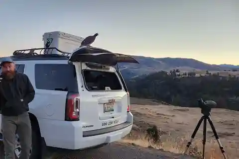 Gardiner: Yellowstone National Park Wildlife Guided Tour