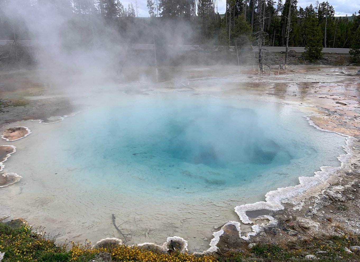 Fra Jackson: Dagsudflugt til Yellowstone National Park med frokost