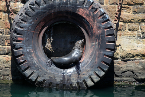 Kapstaden: hamnkryssningKryssning i hamnen vid V&amp;A Waterfront