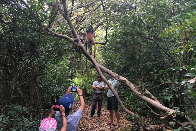 Jozani Forest & Turquoise Waters Turtle Swim at Salaam Cave TOUR WITHOUT HOTEL PICKUP AND DROP OFF