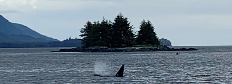 Ketchikan : Excursion en bateau pour observer la faune marine et les baleines