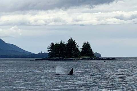 Ketchikan: Marine Wildlife and Whale Watching Boat Tour