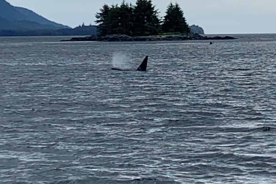 Ketchikan: Bootstour zur Beobachtung der Meeresfauna und Wale. Foto: GetYourGuide
