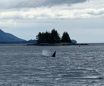 Ketchikan: Marine Wildlife and Whale Watching Boat Tour