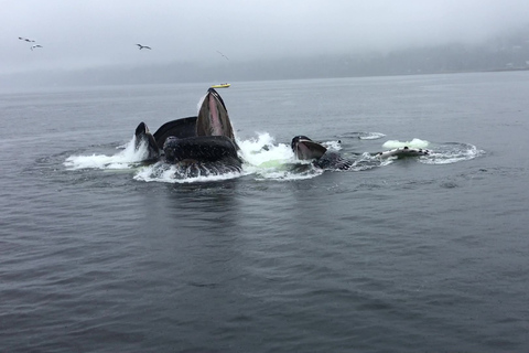 Ketchikan: Marine Wildlife and Whale Watching Boat Tour