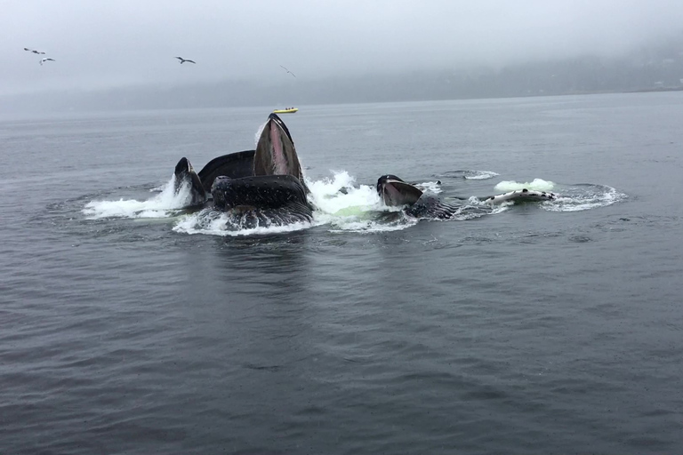 Ketchikan: Marine Wildlife and Whale Watching Boat Tour