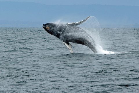 Ketchikan: Marine Wildlife and Whale Watching Boat Tour