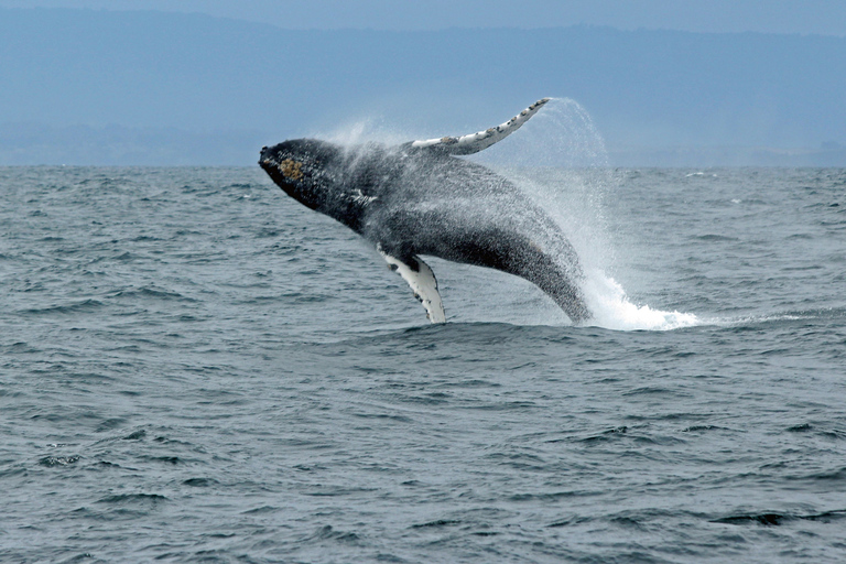 Ketchikan: Marine Wildlife and Whale Watching Boat Tour