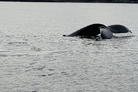 Ketchikan: Marine Wildlife and Whale Watching Boat Tour