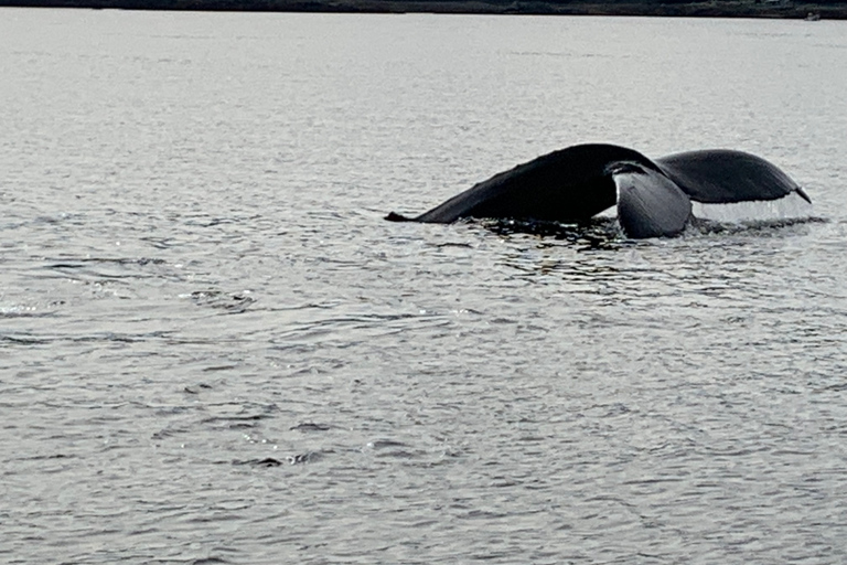 Ketchikan: Marine Wildlife and Whale Watching Boat Tour