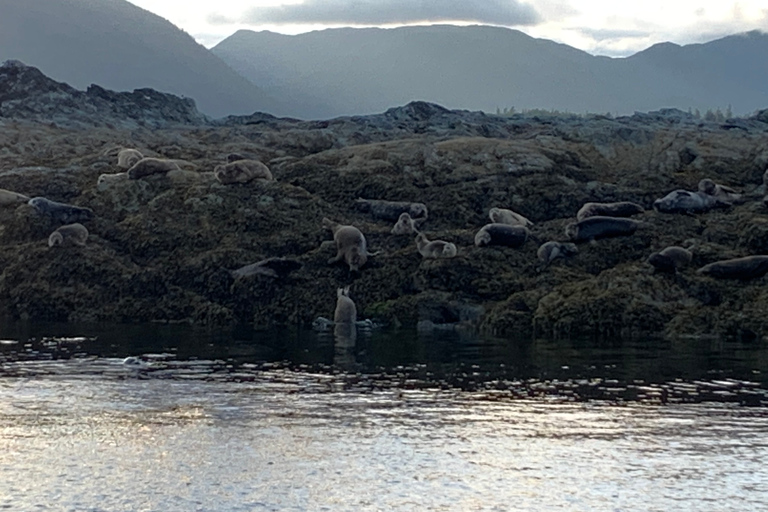 Ketchikan: Marine Wildlife and Whale Watching Boat Tour