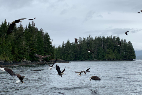 Ketchikan: Marine Wildlife and Whale Watching Boat Tour