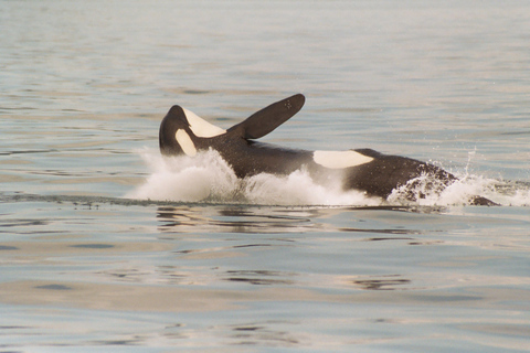 Ketchikan: Marine Wildlife and Whale Watching Boat Tour