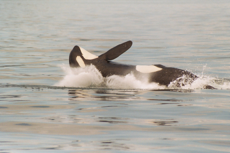 Ketchikan: Marine Wildlife and Whale Watching Boat Tour