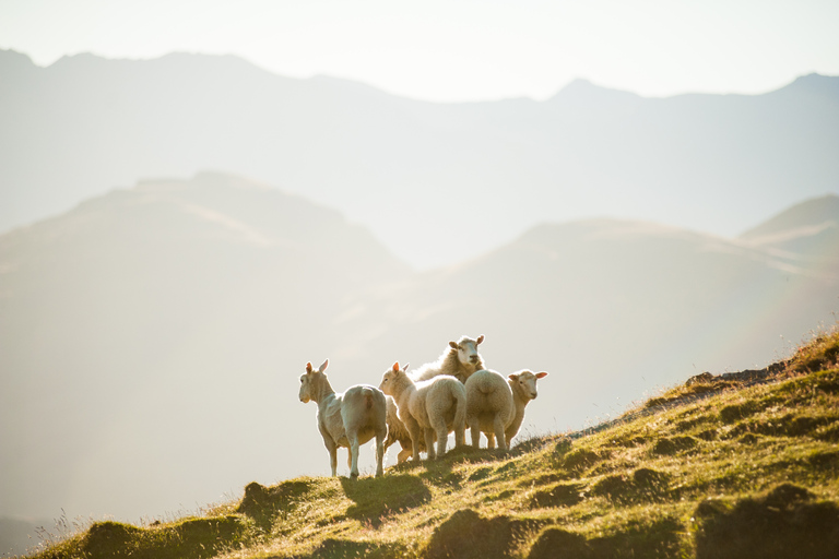 Wanaka: Mount Burke 4x4 Explorer and Boat Tour