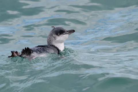 Akaroa: Wildtier-Kreuzfahrt entlang der Küste