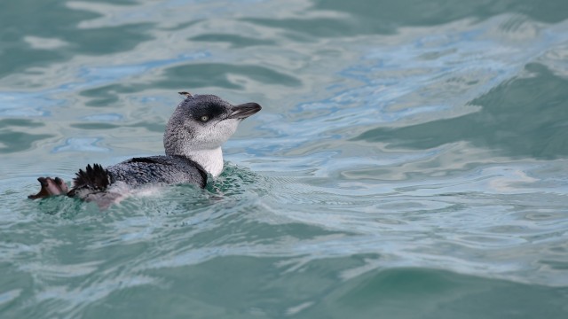 Visit Akaroa Scenic Coastline Wildlife Cruise in Christchurch