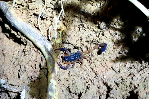 Khao Sok: Half-Day & Night Wildlife Trek and Jungle Dinner Option 6: Half-Day & Night Trek with Dinner From Khao Lak