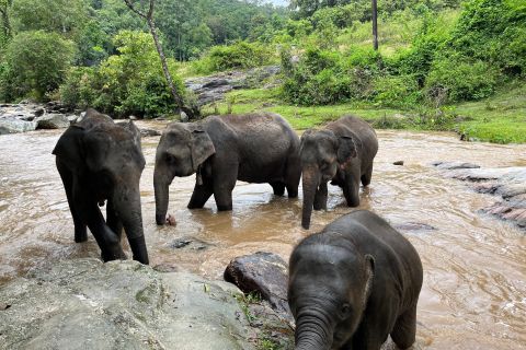 Chiang Mai: Doi Inthanon National Park & Elephant Sanctuary