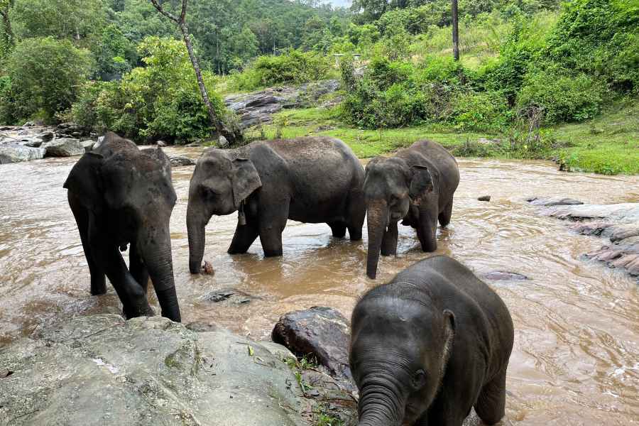 Chiang Mai: Doi Inthanon und Elefanten-Schutzgebiet Tour. Foto: GetYourGuide
