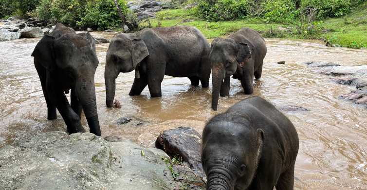 Chiang Mai: Doi Inthanon und Elefanten-Schutzgebiet Tour