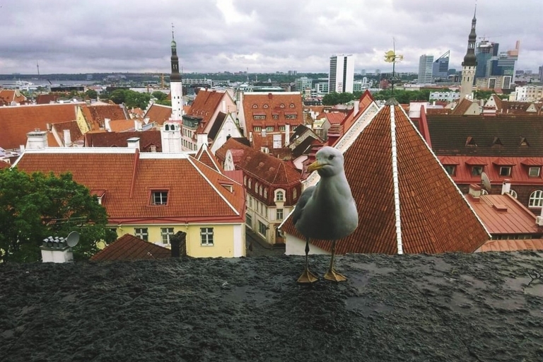 Tallinn, self-guiding City Exploration Trail in the Old Town