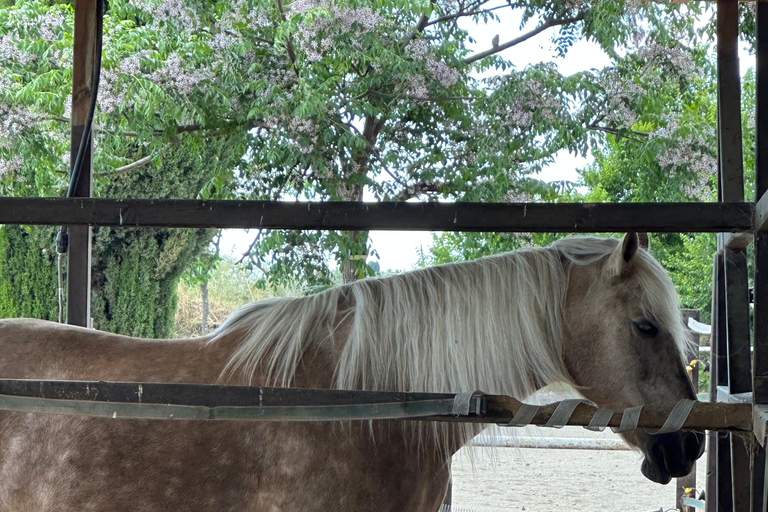 Kenya : safari privé à cheval d'une journée, luxueux et époustouflantKenya : Safari privé à cheval d'une journée, luxueux et époustouflant