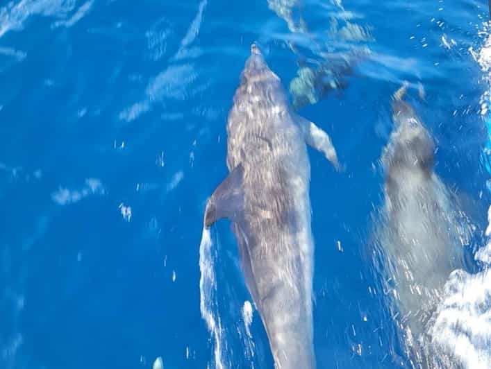 Port Aransas: Private Dolphin Watch and Sunset Boat Cruise | GetYourGuide